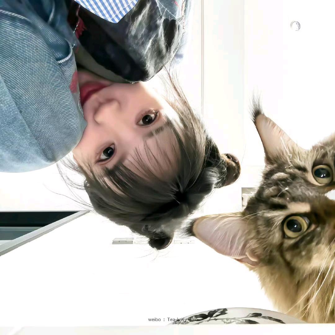 小猫宿命