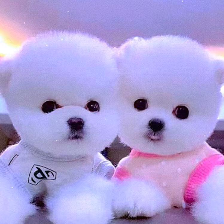 你永远是个骗子