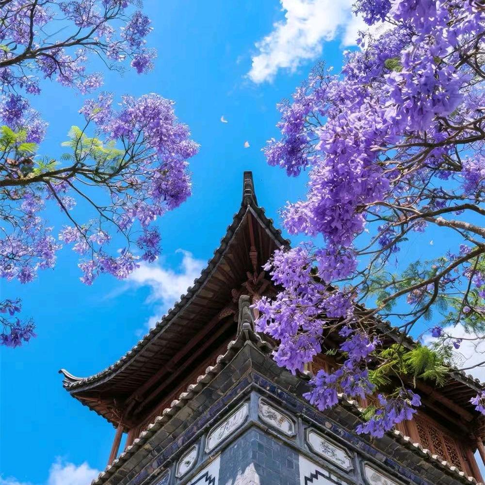 龙叔.吉祥！