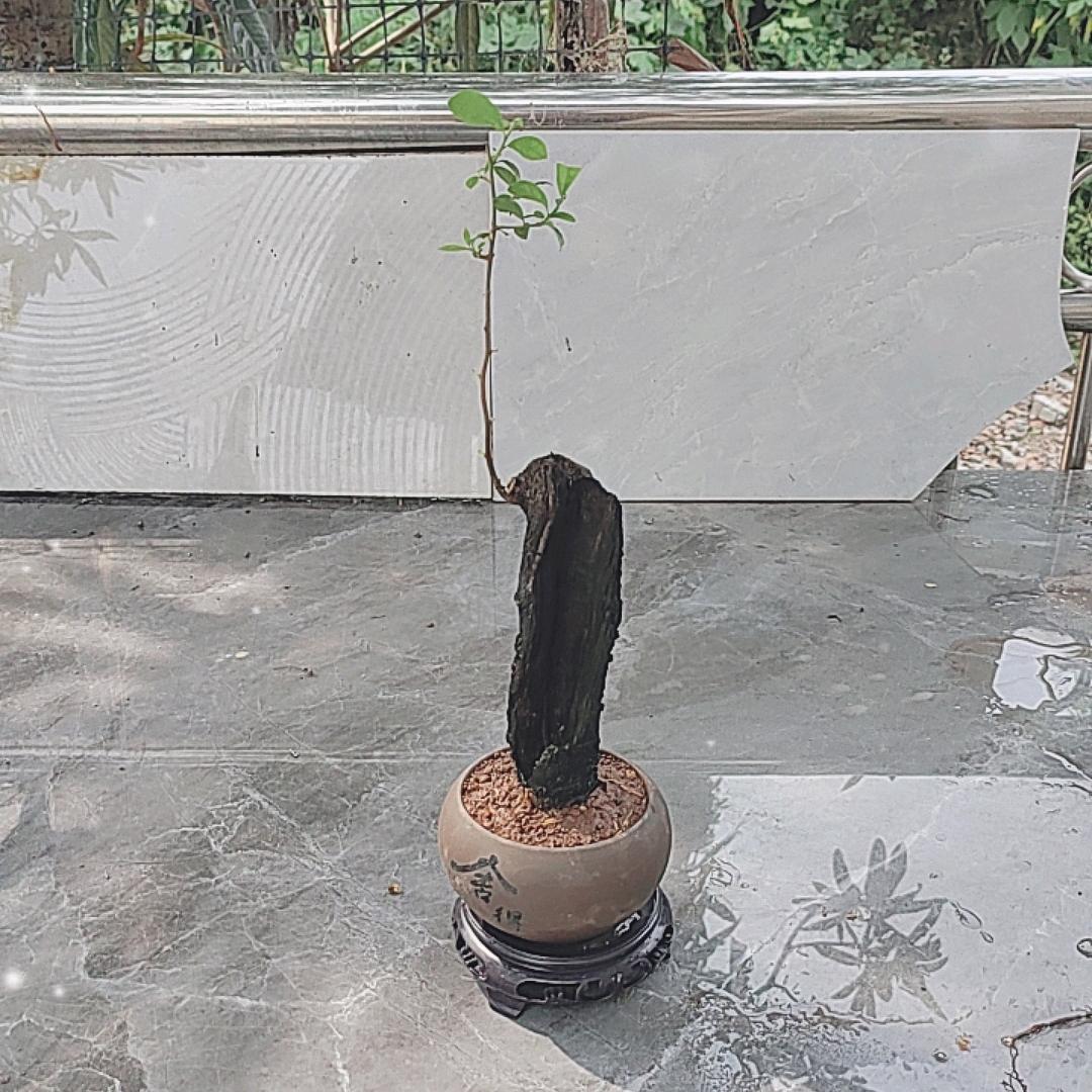 金蛋子新人