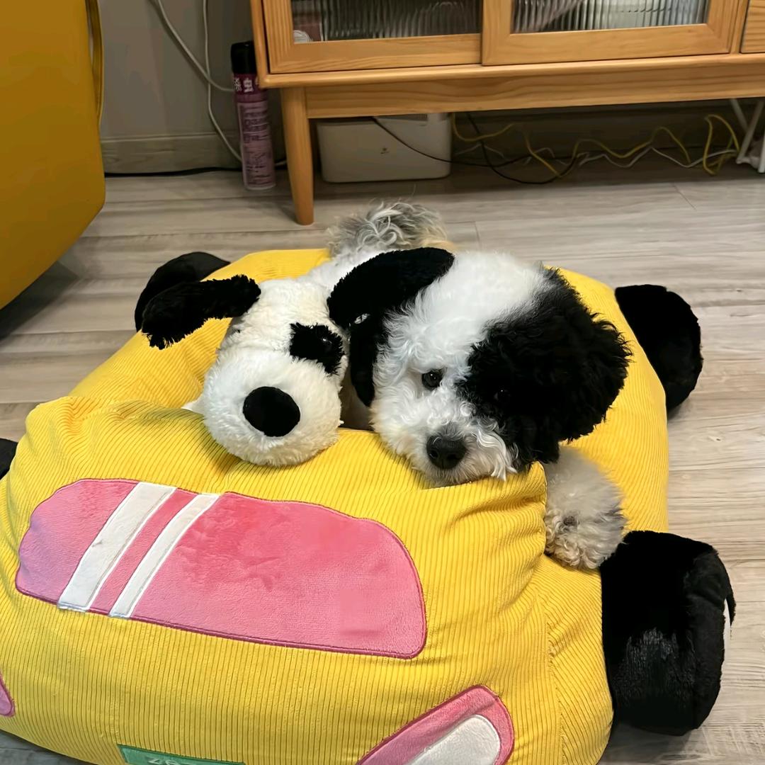 苏木