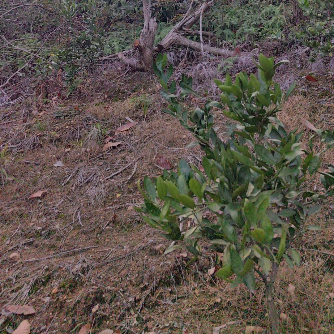 老头，回家，（水果种植）