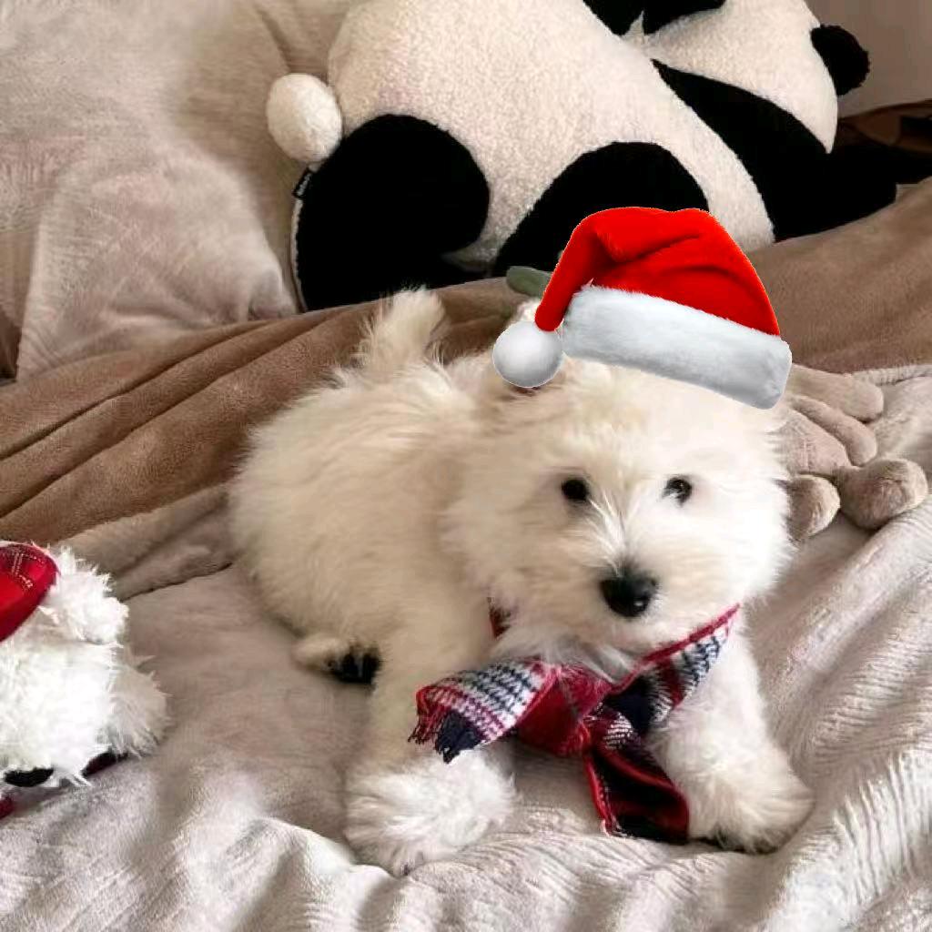 伤心玉米排骨汤.