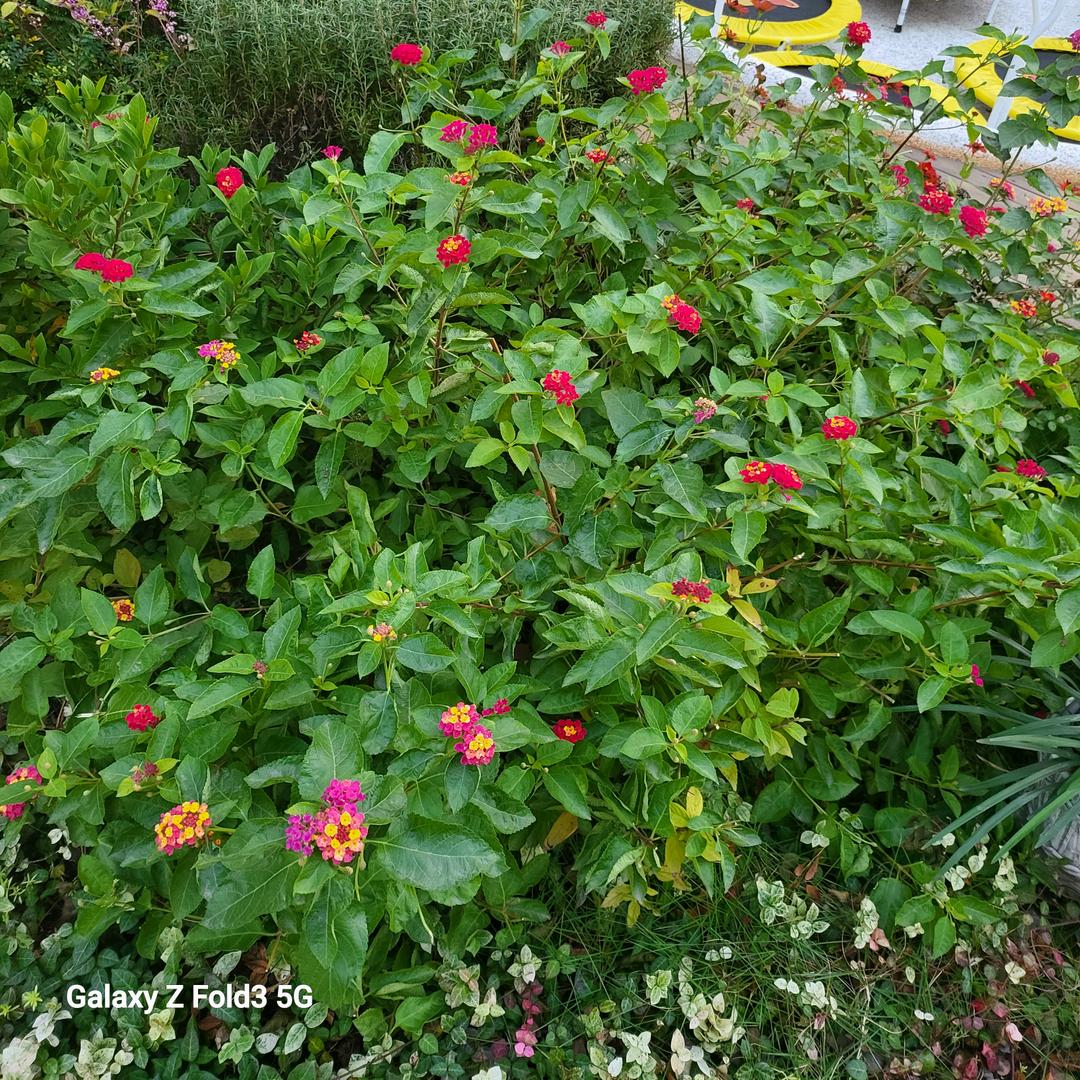 碰花碰草不碰情