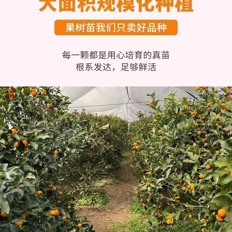 侈香鑫林果树苗木专卖店