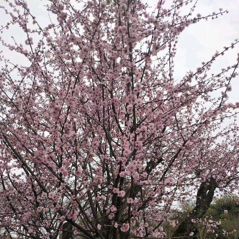 ╰☆繁华の丽☆╮
