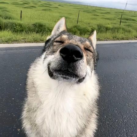 法国绅士尚博勒