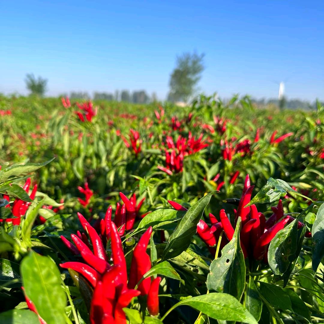 遵义汇川区辣嫂食品经营店