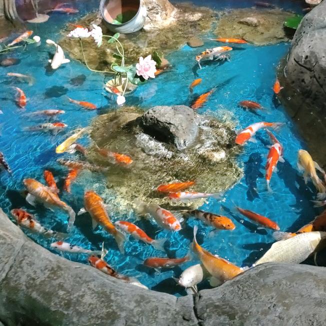 小星星⭐️⭐️