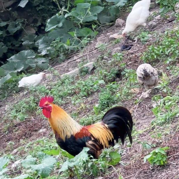 贵州黄金五彩土鸡  小胖子