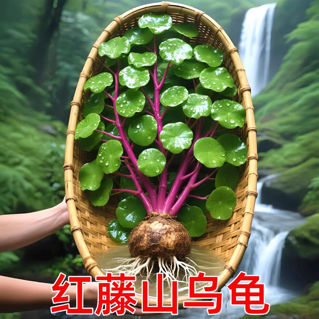 小小爱养花