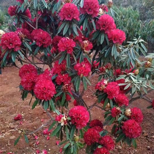 晓香绿植花卉精品小铺