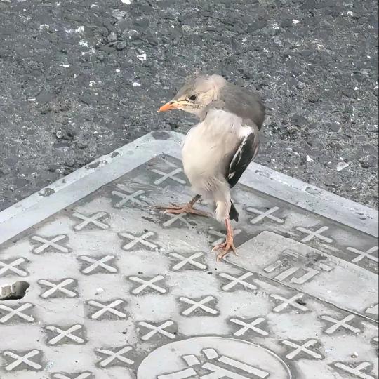 康一