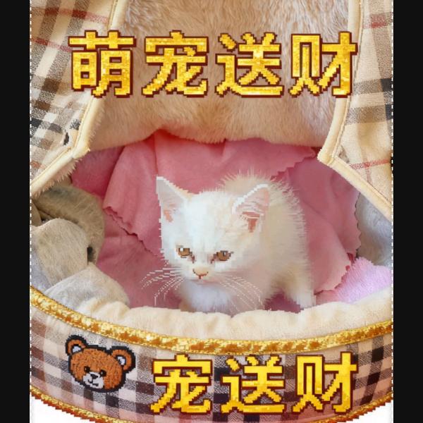 猫咪许土豆