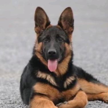 新疆巴州星河犬舍