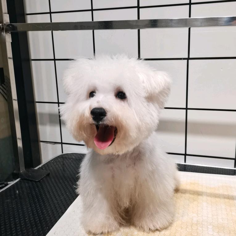 喃棯