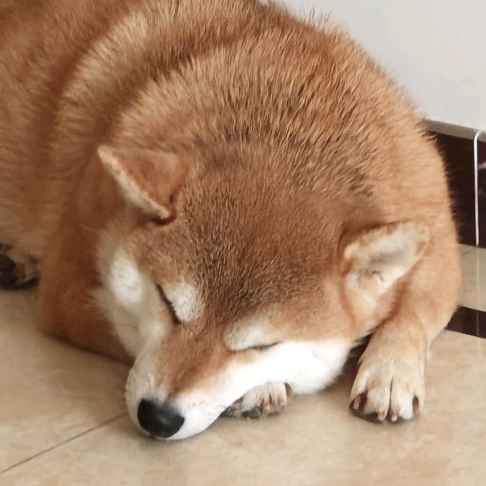 柴犬留美