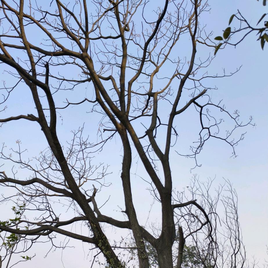 这个世界已经颠了