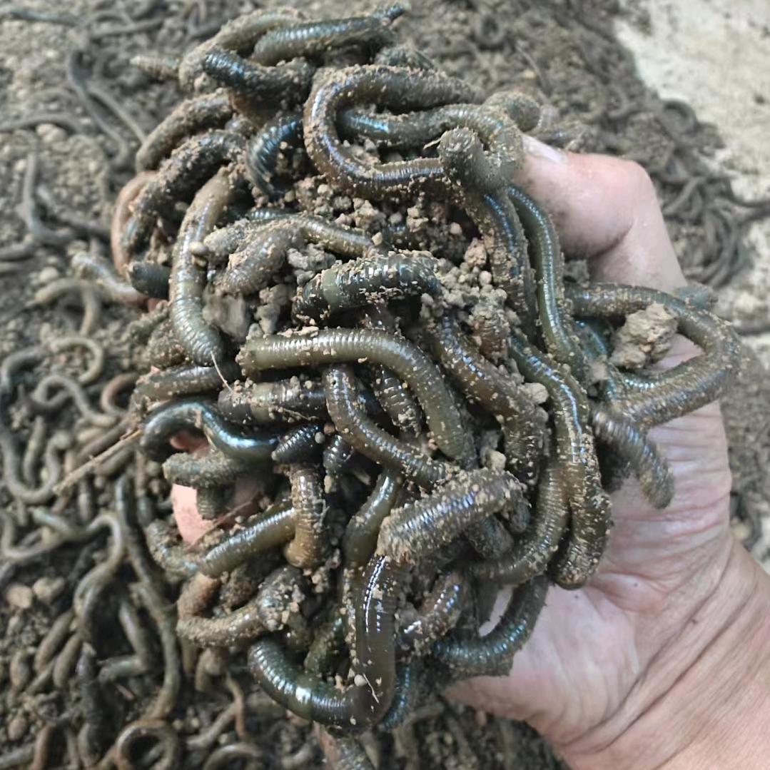 青蚯蚓 蚯蚓干 河南直发