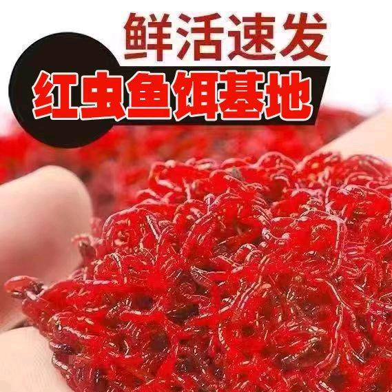 红虫鱼饵