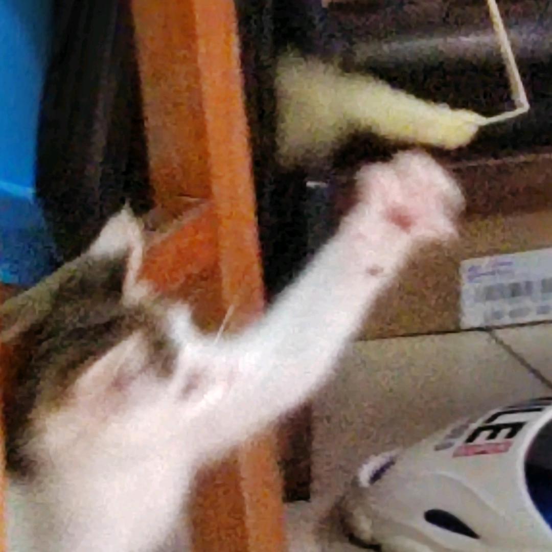里惠酱