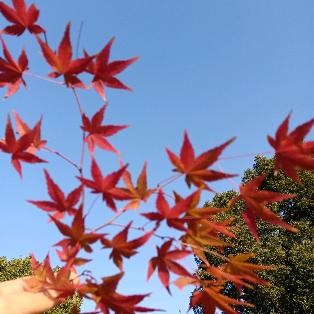琳宝