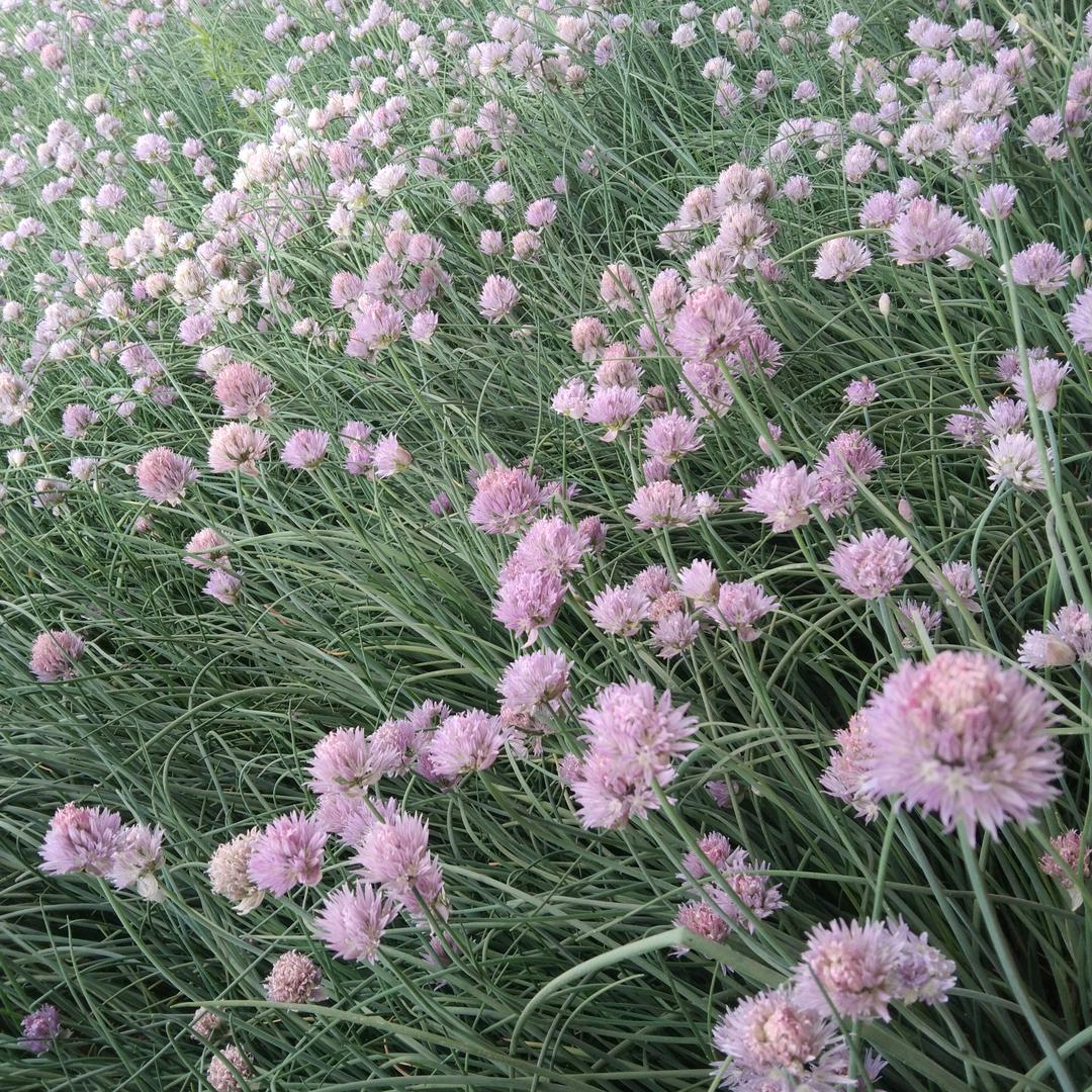 魏巍的观赏葱