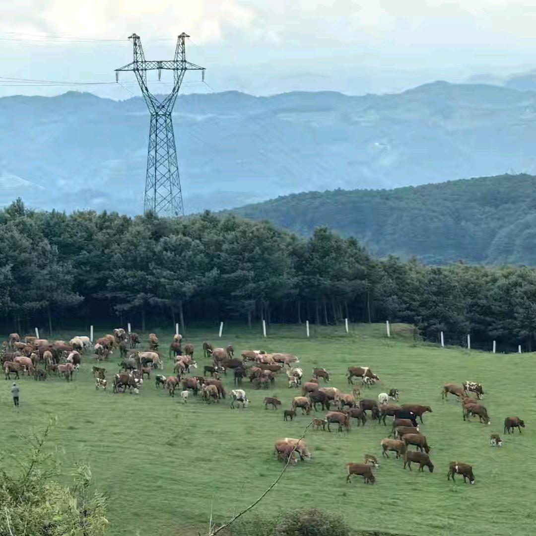 云南省恒鑫牧业有限公