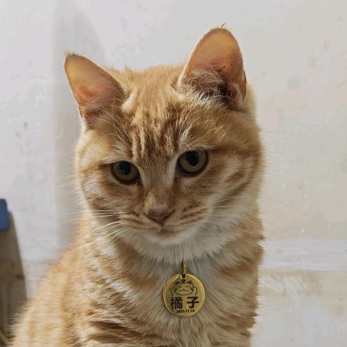 南阳天桥要饭的