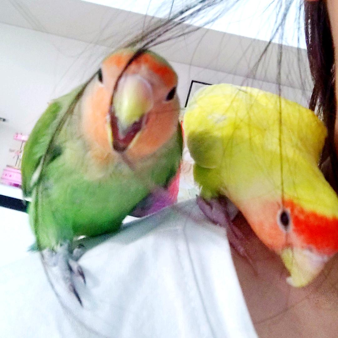 小黄小绿～