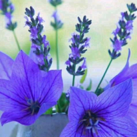 🌹梦🌹之🌹缘🌹