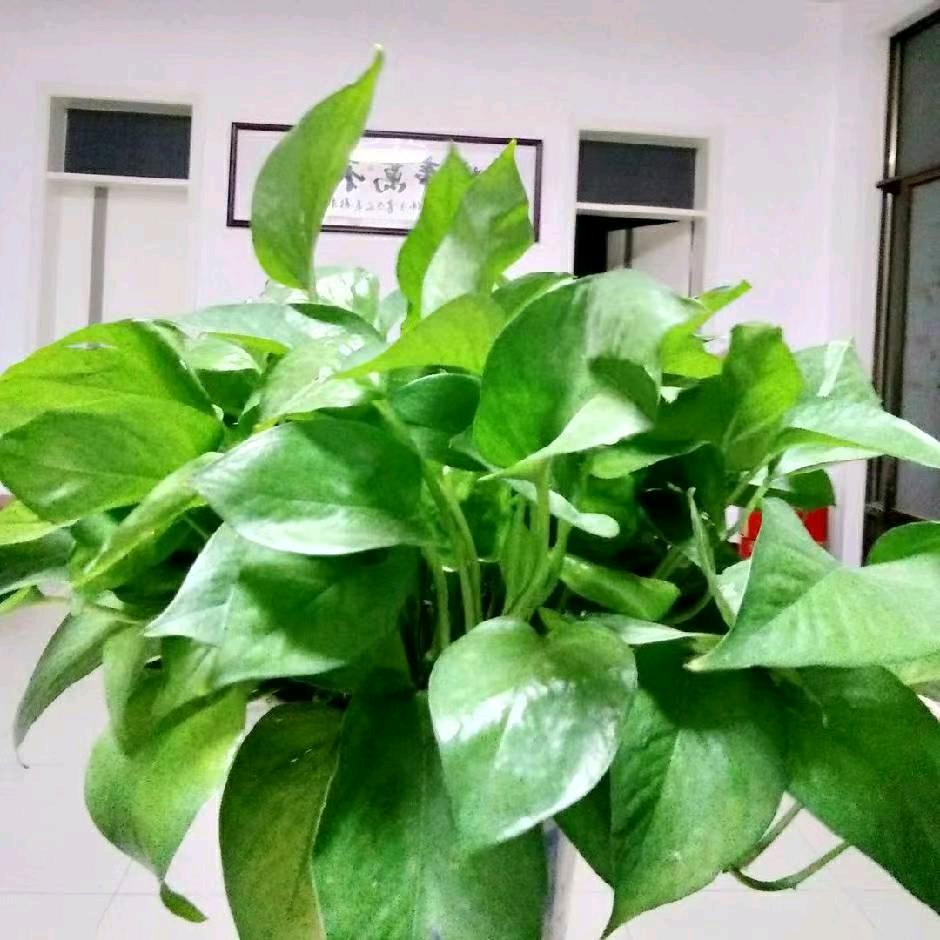 做阳光的自己，知足常乐