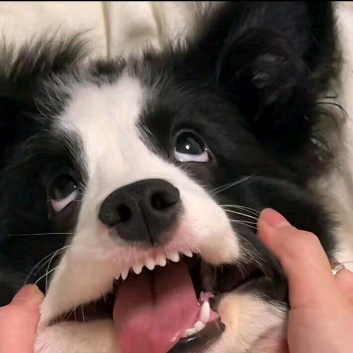 小狗摇尾巴