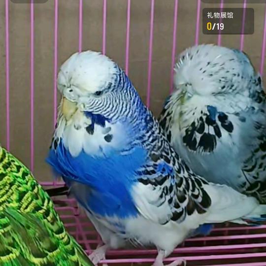 骑着毛驴逛大街🌈