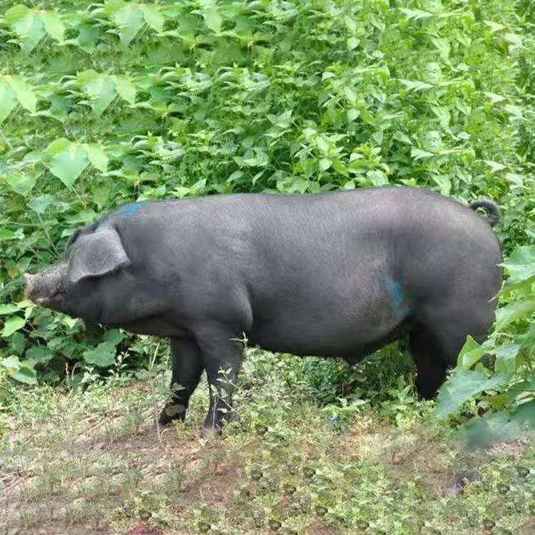 安远中华黑猪