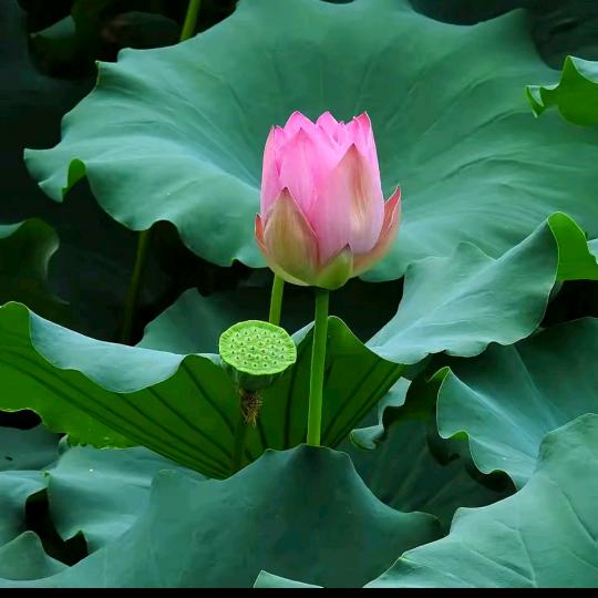 花花老师
