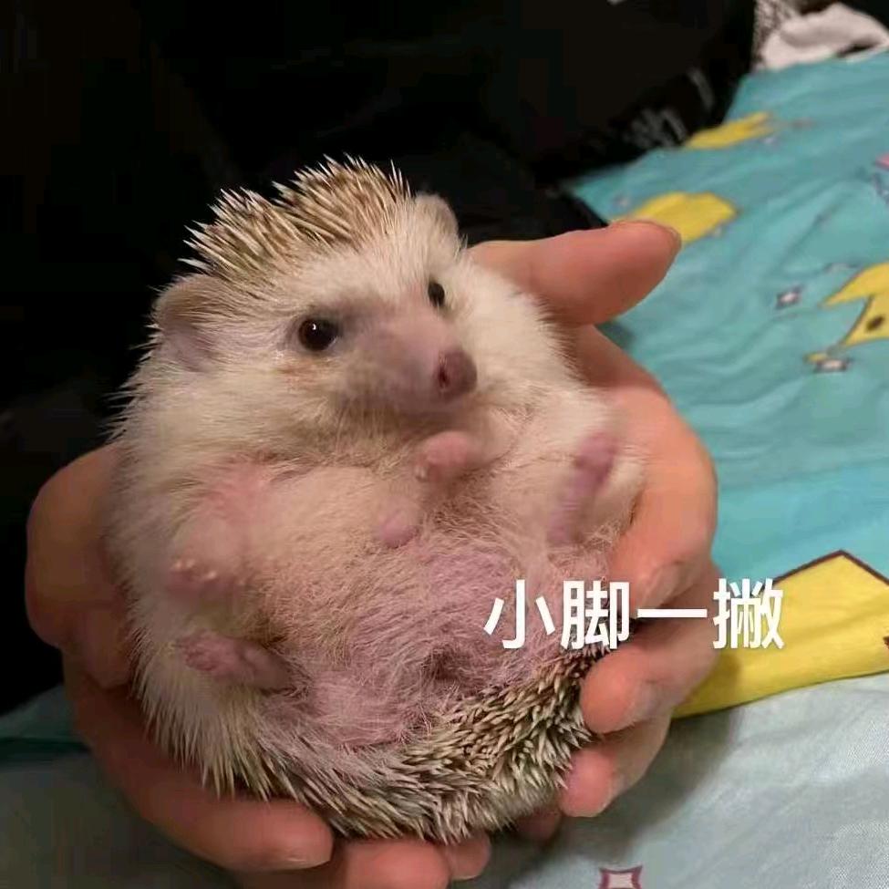 小鸡腿🍗的小刺猬🦔