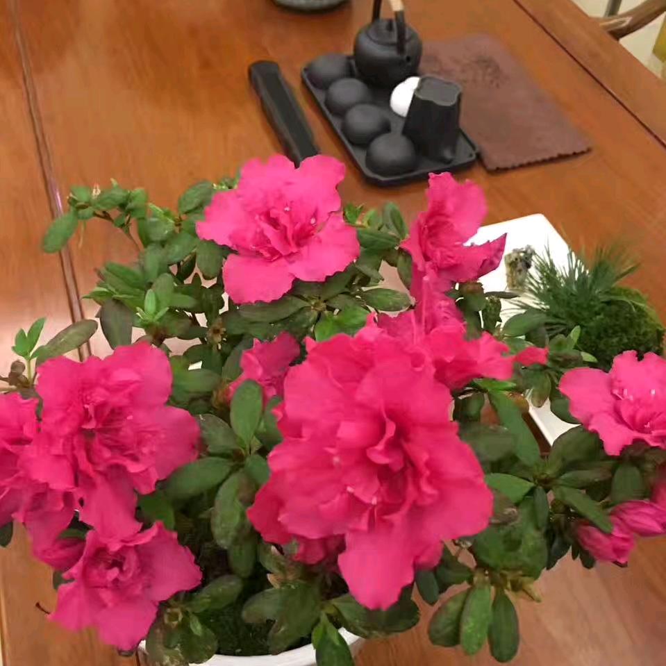花间酒气