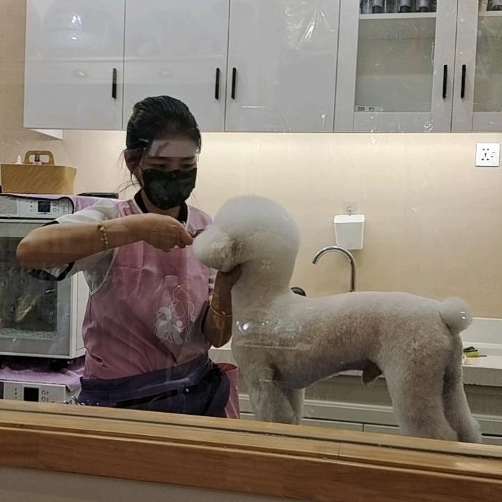 宠物爱洗澡