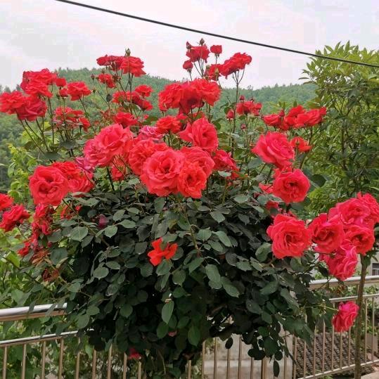 @好运来🌹