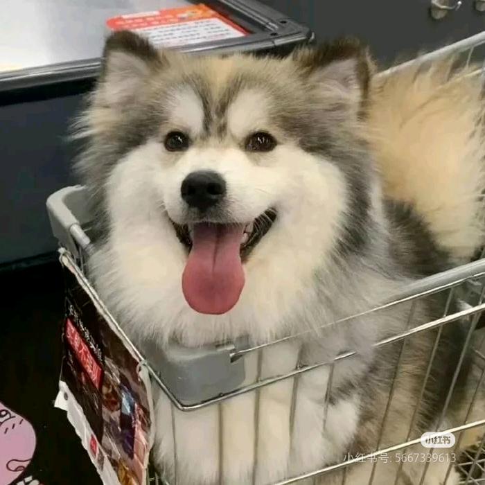 幸运的倒霉蛋