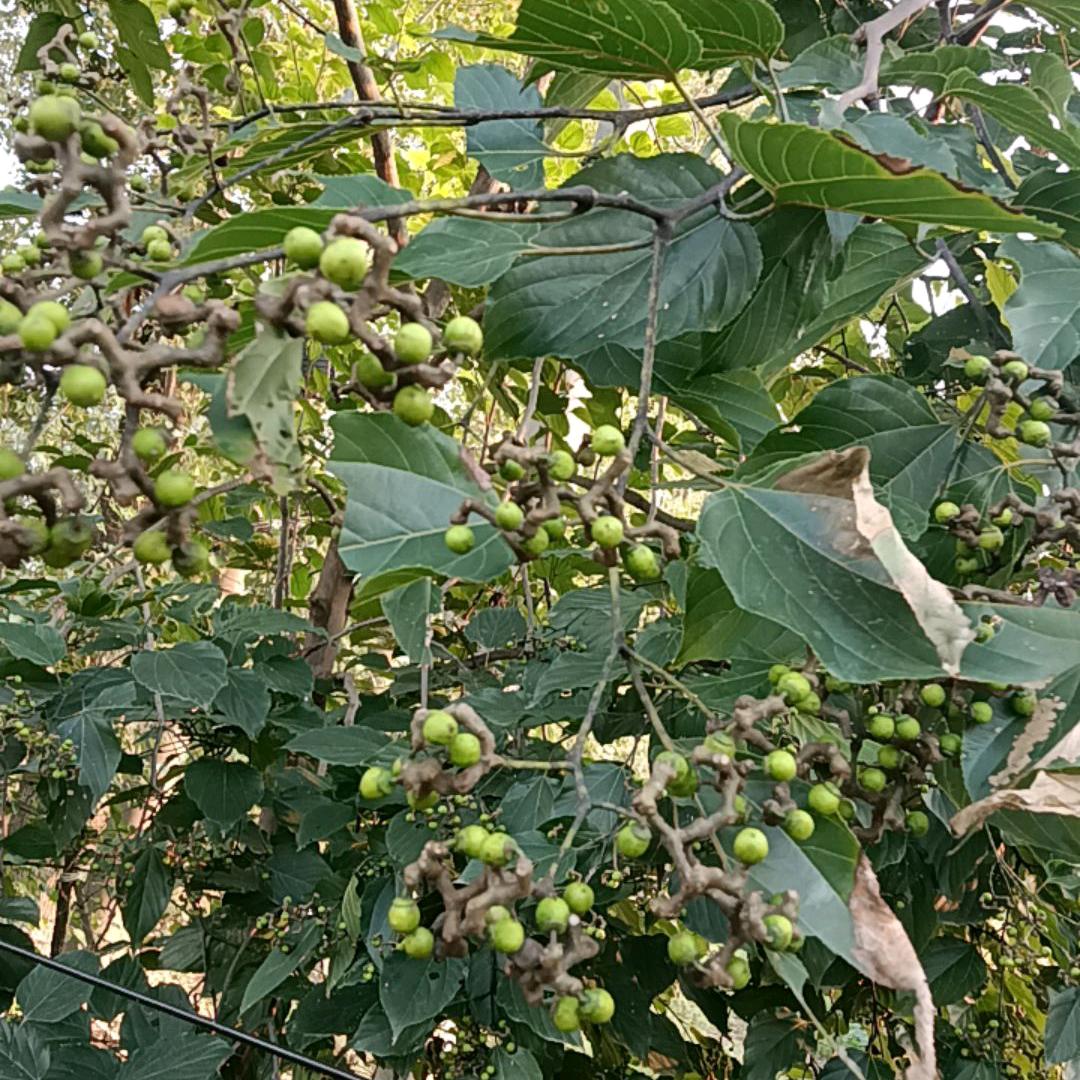 小核桃