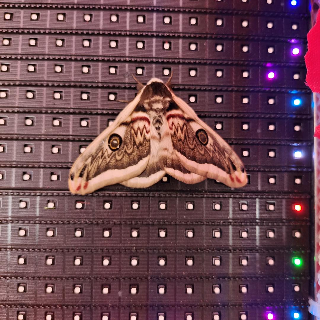 🦋蝴蝶🦋忆逝