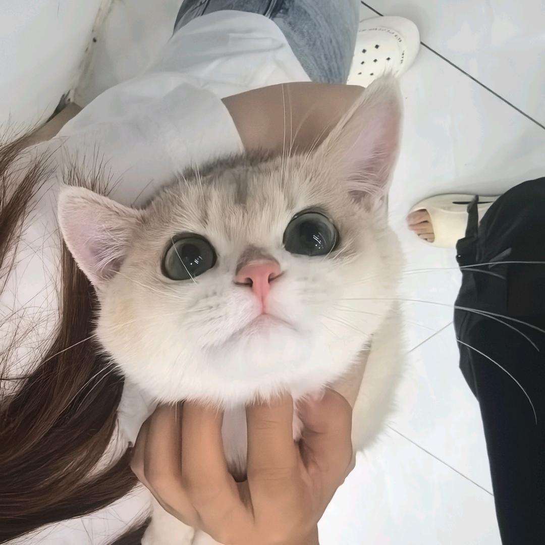 冷猫热狗家的小少爷