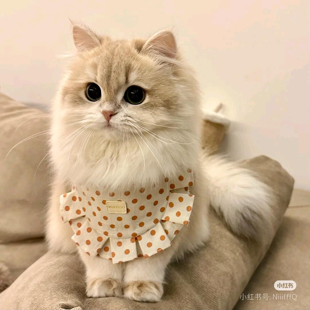 猫传腹王老师