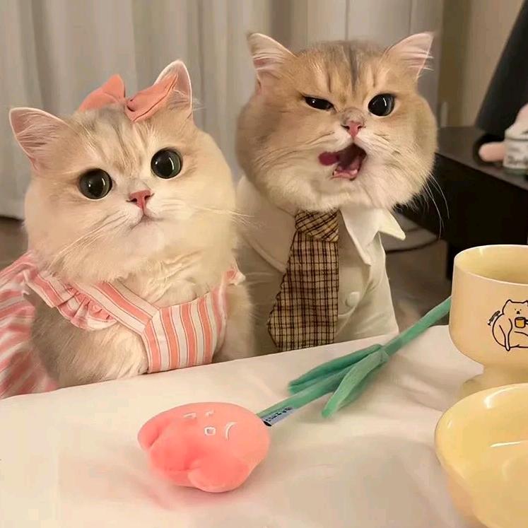 小鱼儿吃猫啦