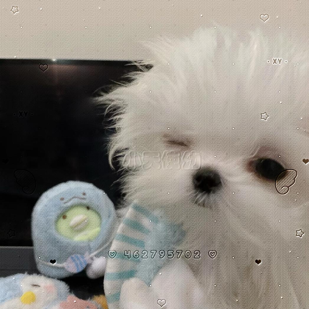 猫猫