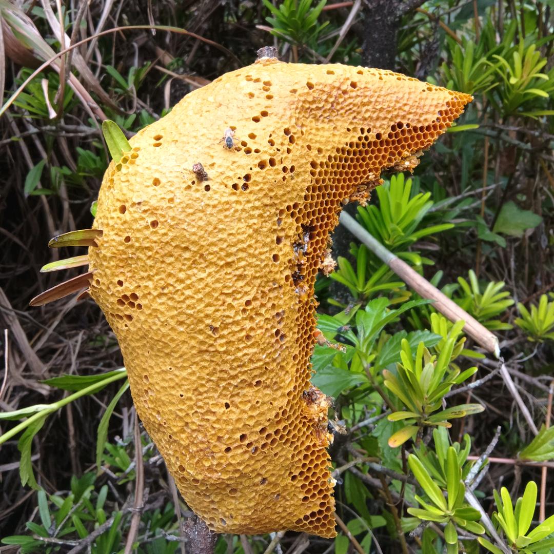 南宁蜂刘（小挂蜜）🌹🌹🌹
