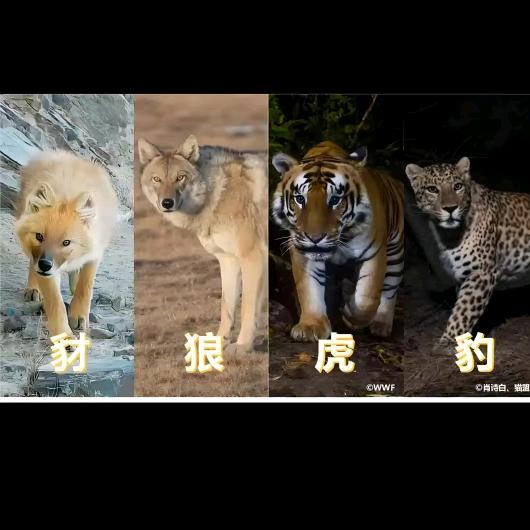 豺狼虎豹