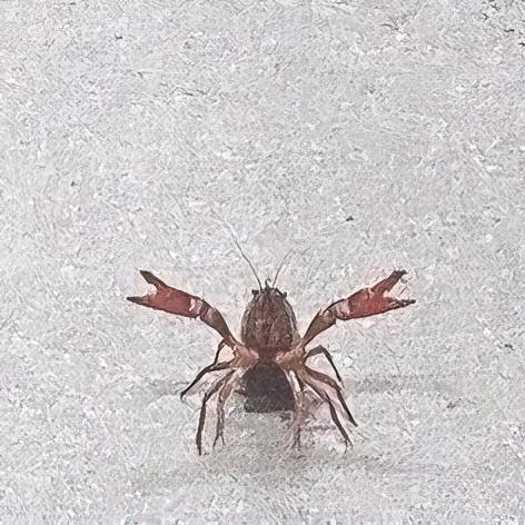 开天劈地小聋虾